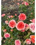 Rose Тереса квіти